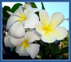 Plumeria flower